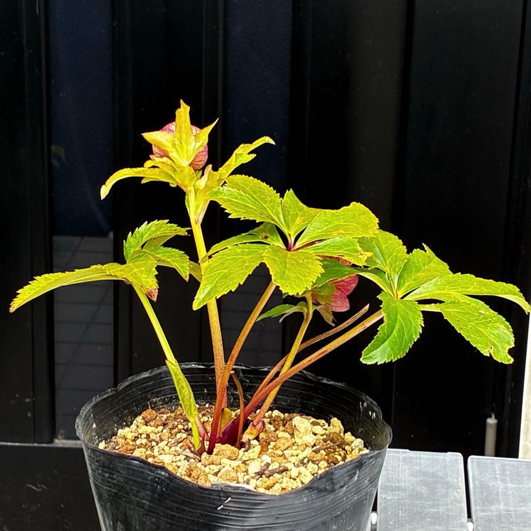 906☘️1年間管理株☘️⭐️hercegovinus x multifidus⭐️広瀬