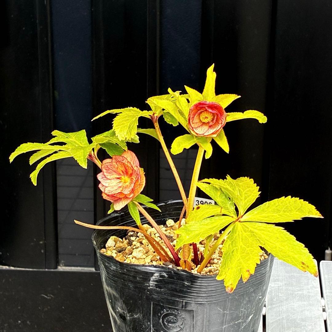 906☘️1年間管理株☘️⭐️hercegovinus x multifidus⭐️広瀬