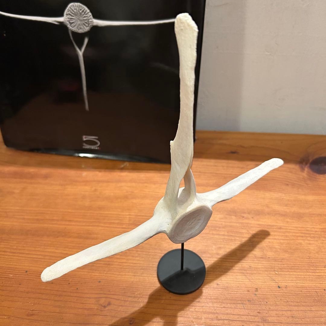 クジラ　イルカ　骨　背骨　鯨　海豚　⑥