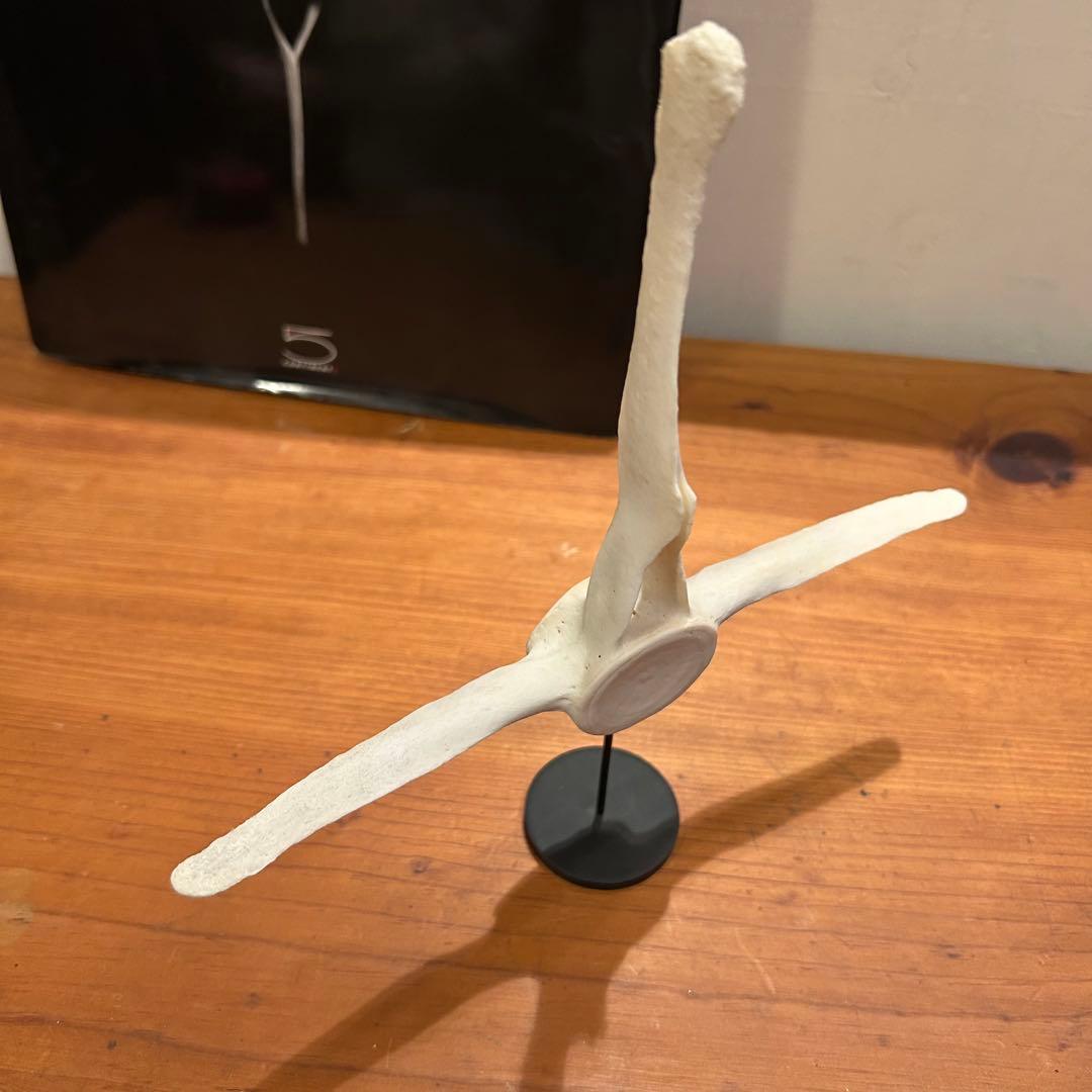 クジラ　イルカ　骨　背骨　鯨　海豚　⑥