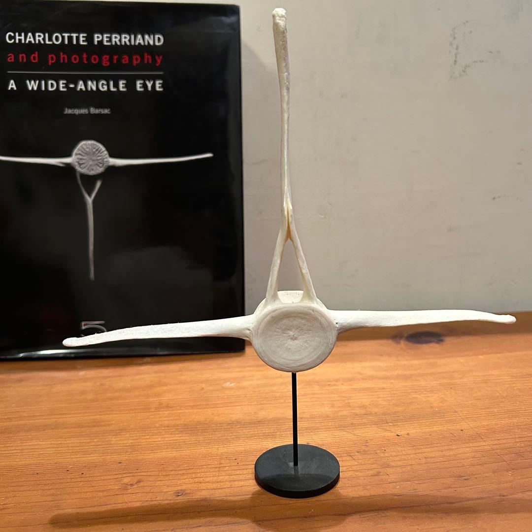 クジラ　イルカ　骨　背骨　鯨　海豚　⑥