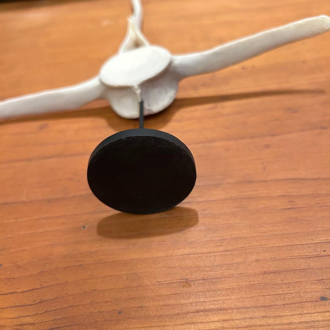 クジラ　イルカ　骨　背骨　鯨　海豚　⑥