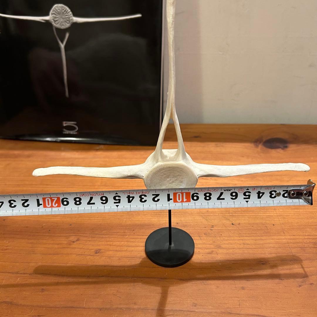 クジラ　イルカ　骨　背骨　鯨　海豚　⑥