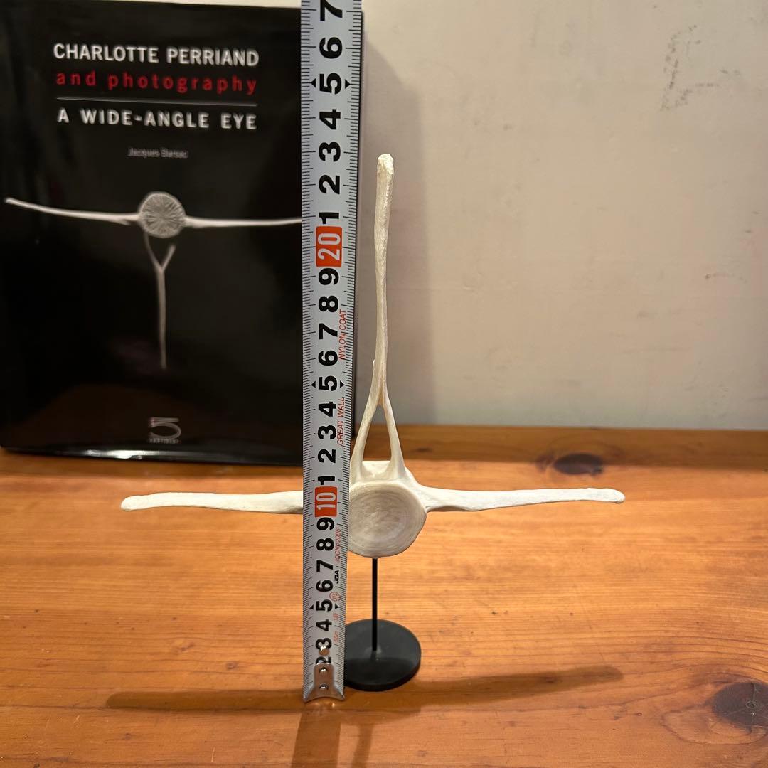 クジラ　イルカ　骨　背骨　鯨　海豚　⑥