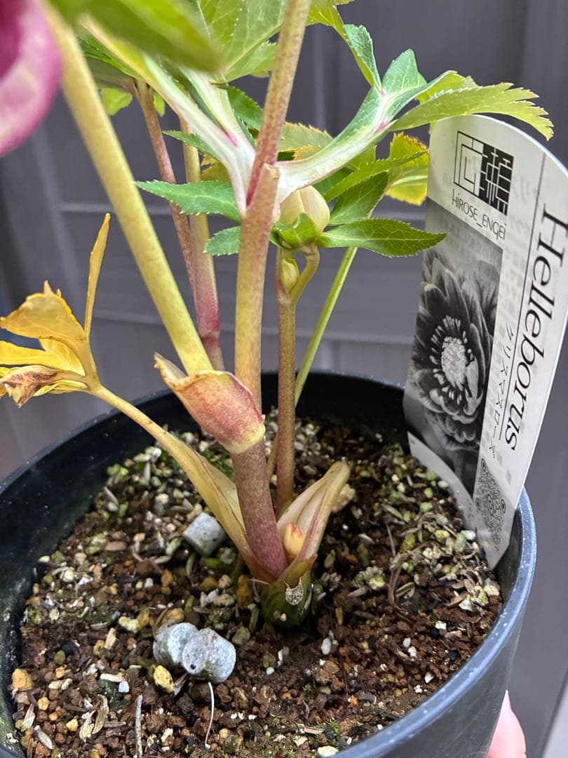 専用♡広瀬園芸♡ ２点おまとめ