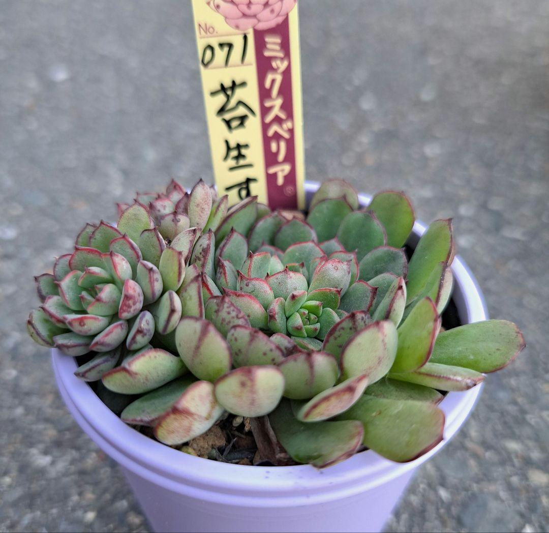 ミックスベリア　群生　苔生す　札付き　鉢ごと　おらいさん