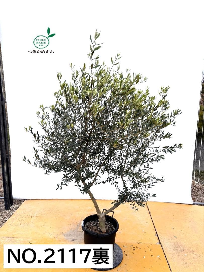 オリーブの木　ネバディロブランコ　大型　約180cm　NO.2117　人気　現品