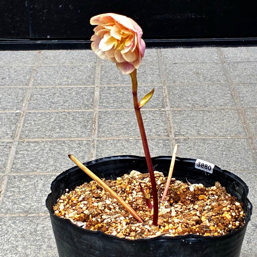 880☘️ラスト☘️2年管理☘️⭐️極上発色⭐️フワフワSD⭐️ぼかし⭐️ピンクオーレア⭐️広瀬