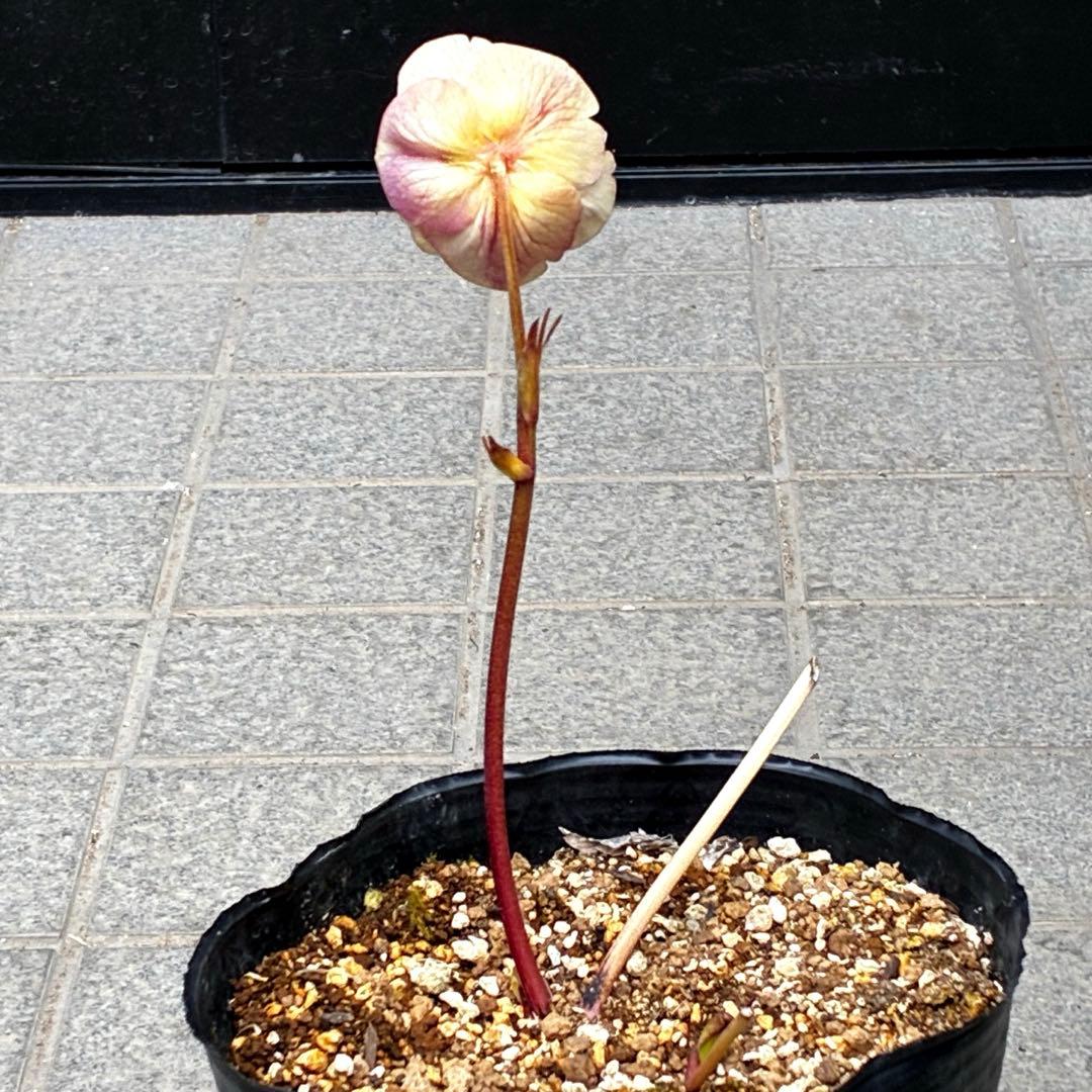 880☘️ラスト☘️2年管理☘️⭐️極上発色⭐️フワフワSD⭐️ぼかし⭐️ピンクオーレア⭐️広瀬