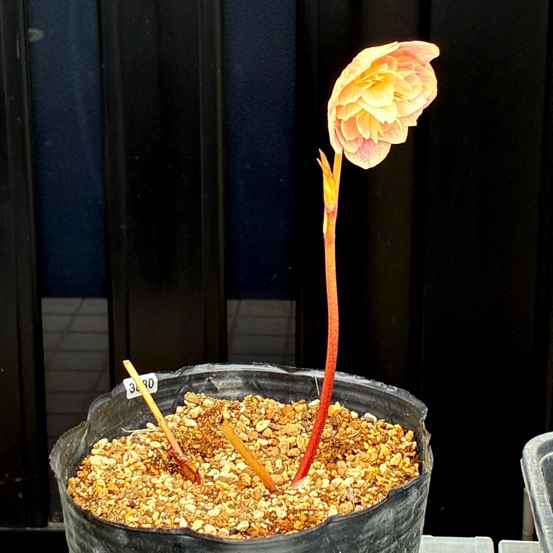 880☘️ラスト☘️2年管理☘️⭐️極上発色⭐️フワフワSD⭐️ぼかし⭐️ピンクオーレア⭐️広瀬