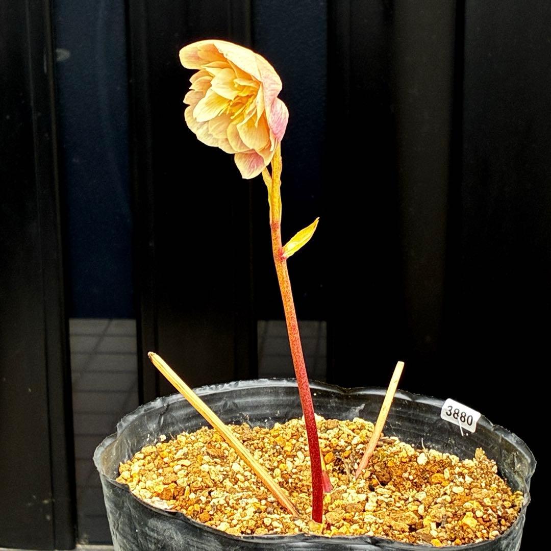 880☘️ラスト☘️2年管理☘️⭐️極上発色⭐️フワフワSD⭐️ぼかし⭐️ピンクオーレア⭐️広瀬