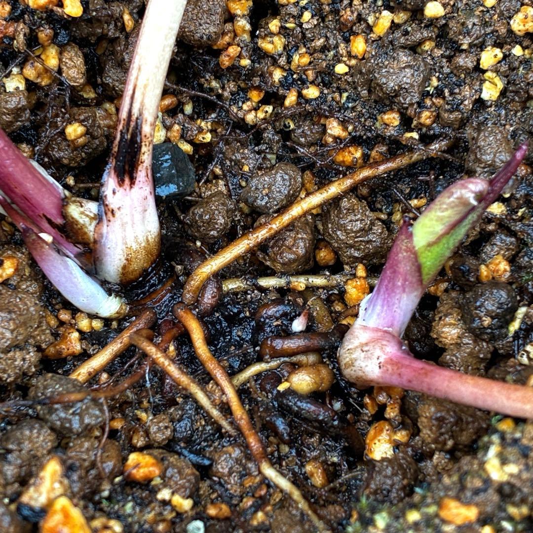 880☘️ラスト☘️2年管理☘️⭐️極上発色⭐️フワフワSD⭐️ぼかし⭐️ピンクオーレア⭐️広瀬