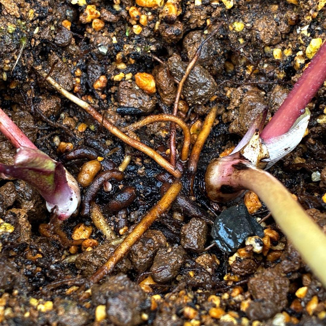 880☘️ラスト☘️2年管理☘️⭐️極上発色⭐️フワフワSD⭐️ぼかし⭐️ピンクオーレア⭐️広瀬