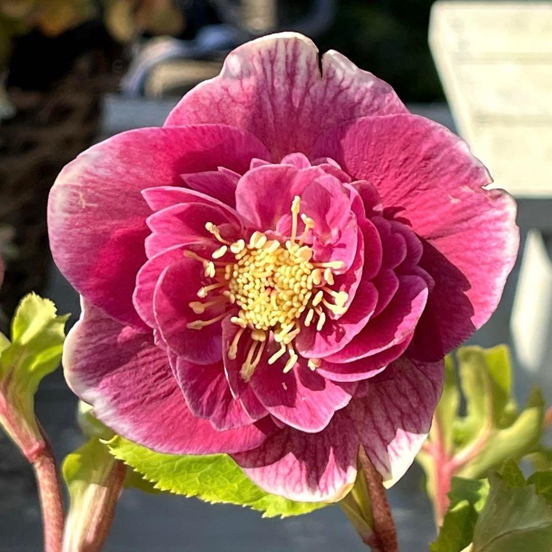 880☘️ラスト☘️2年管理☘️⭐️極上発色⭐️フワフワSD⭐️ぼかし⭐️ピンクオーレア⭐️広瀬