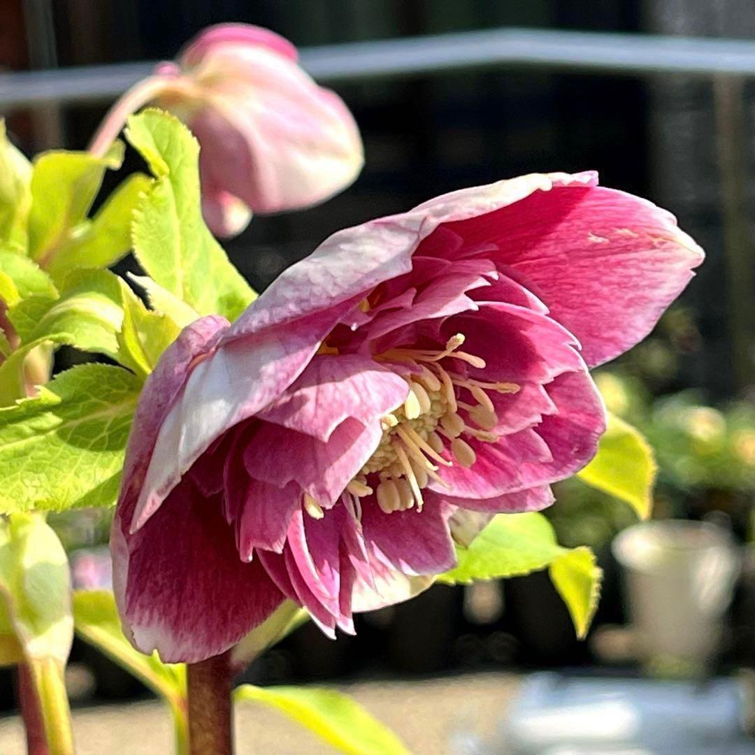 880☘️ラスト☘️2年管理☘️⭐️極上発色⭐️フワフワSD⭐️ぼかし⭐️ピンクオーレア⭐️広瀬