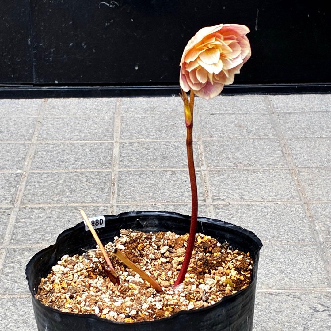 880☘️ラスト☘️2年管理☘️⭐️極上発色⭐️フワフワSD⭐️ぼかし⭐️ピンクオーレア⭐️広瀬