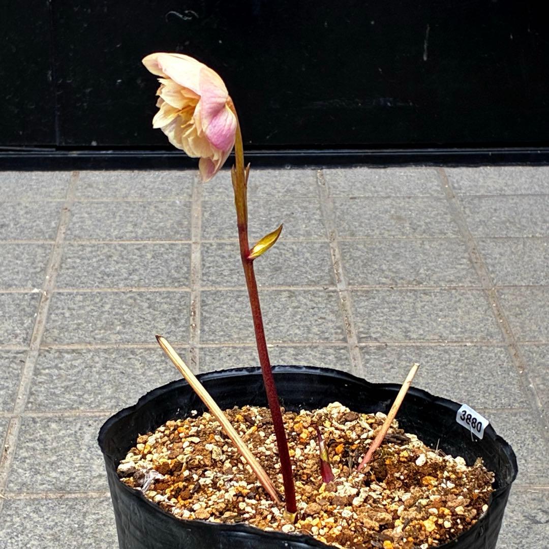 880☘️ラスト☘️2年管理☘️⭐️極上発色⭐️フワフワSD⭐️ぼかし⭐️ピンクオーレア⭐️広瀬