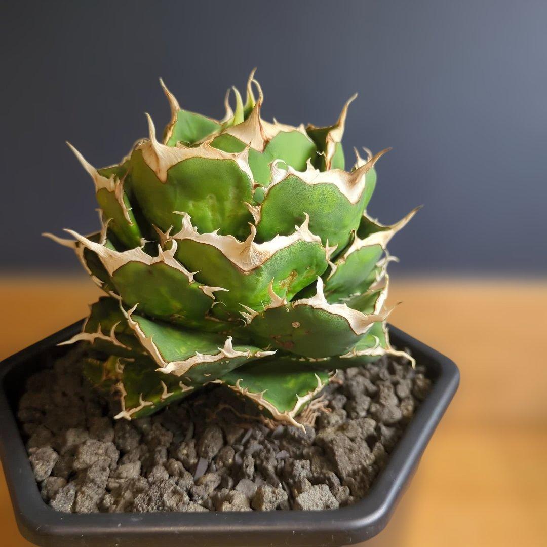 アガベ ノヴァエルメス　子株発根済み