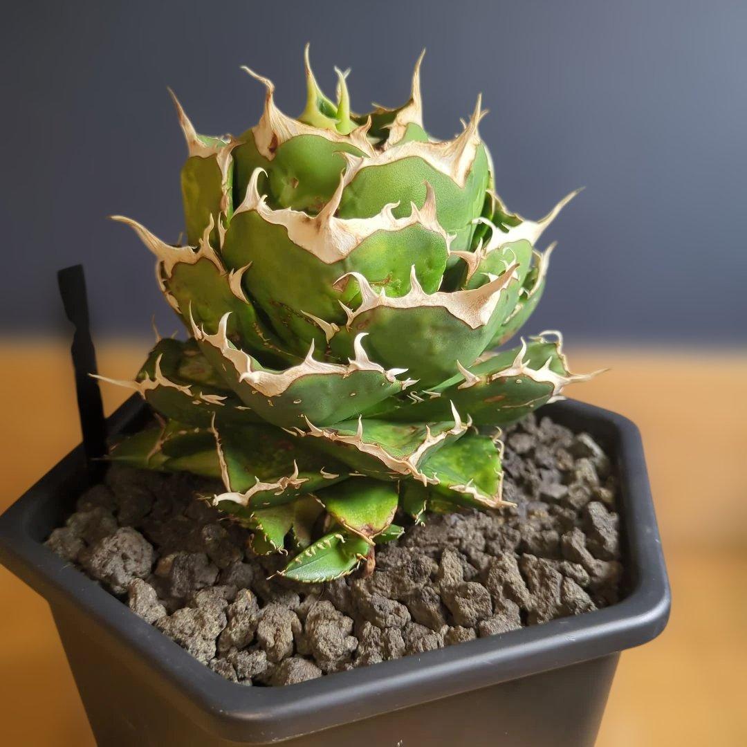 アガベ ノヴァエルメス　子株発根済み