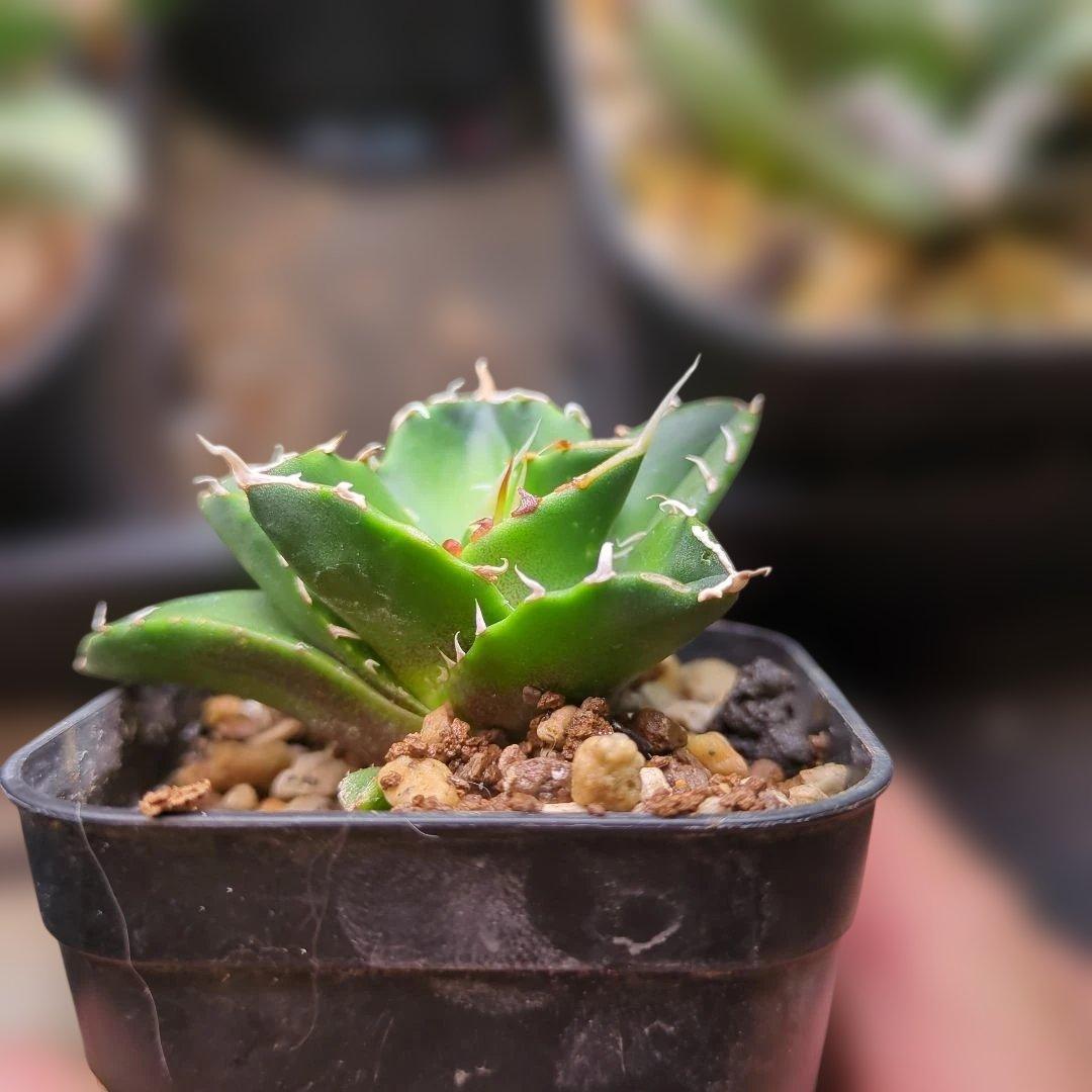 アガベ ノヴァエルメス　子株発根済み