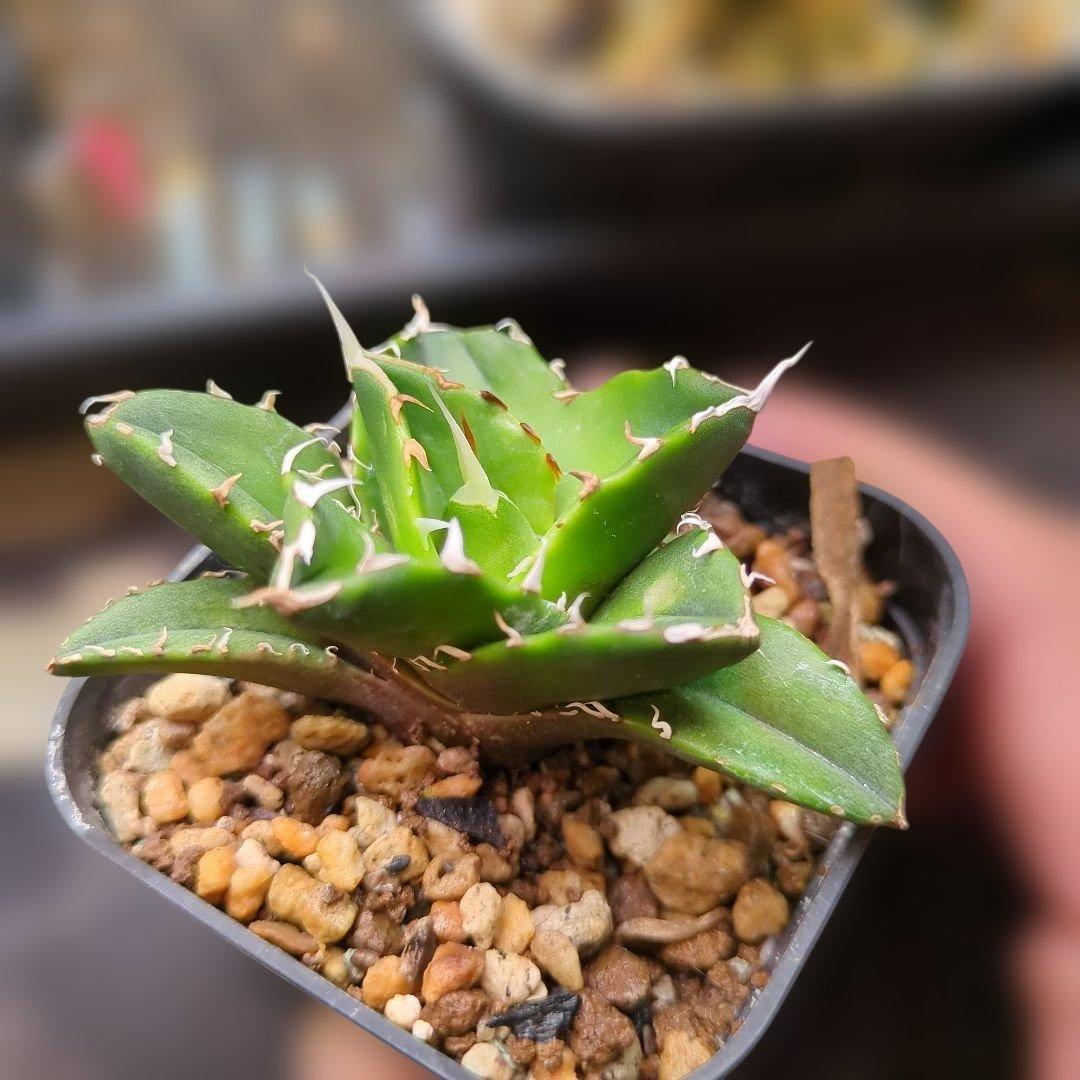 アガベ ノヴァエルメス　子株発根済み