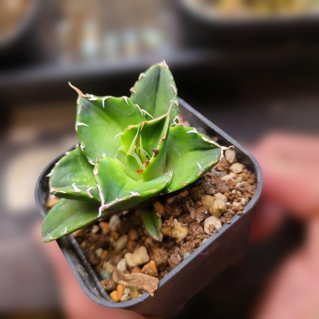 アガベ ノヴァエルメス　子株発根済み