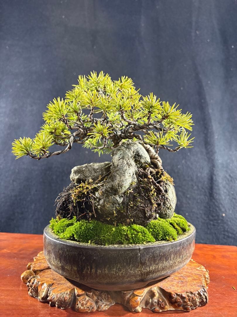 小品盆栽、赤石五葉松、石付け、懸崖模様木 目立った傷や汚れ無し