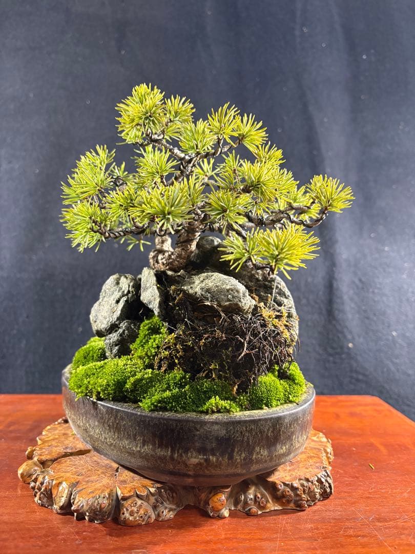 小品盆栽、赤石五葉松、石付け、懸崖模様木 目立った傷や汚れ無し