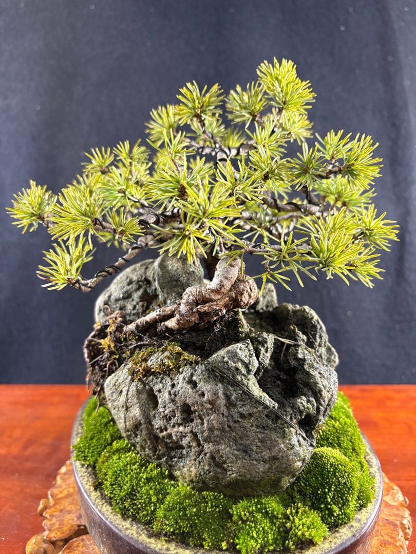 小品盆栽、赤石五葉松、石付け、懸崖模様木 目立った傷や汚れ無し