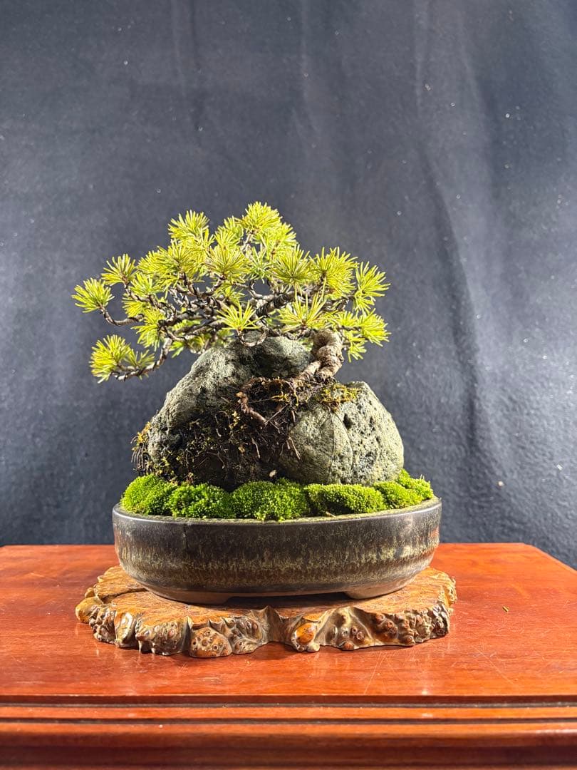 小品盆栽、赤石五葉松、石付け、懸崖模様木 目立った傷や汚れ無し
