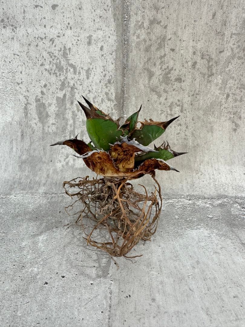 アガベ チタノタセット 黒火焔 type-r 黒棘厳龍 BB cjplants