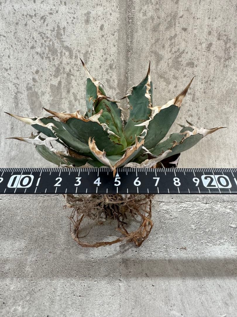 アガベ チタノタセット 黒火焔 type-r 黒棘厳龍 BB cjplants