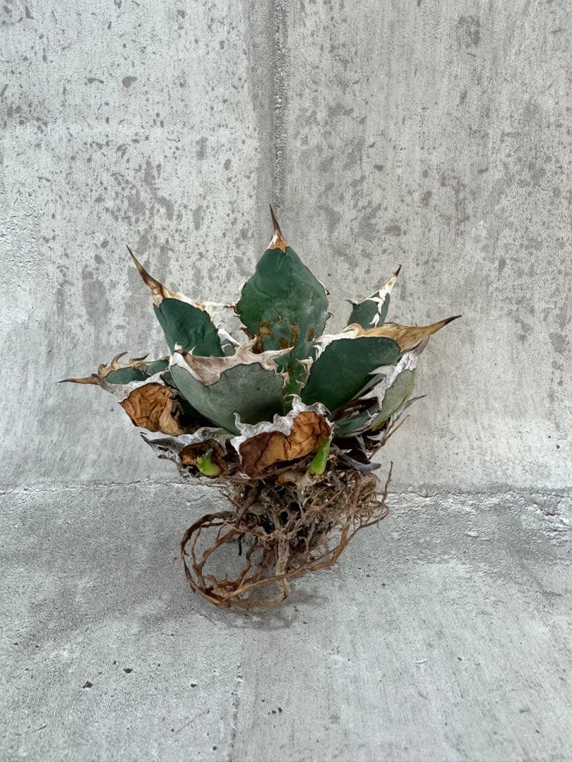 アガベ チタノタセット 黒火焔 type-r 黒棘厳龍 BB cjplants