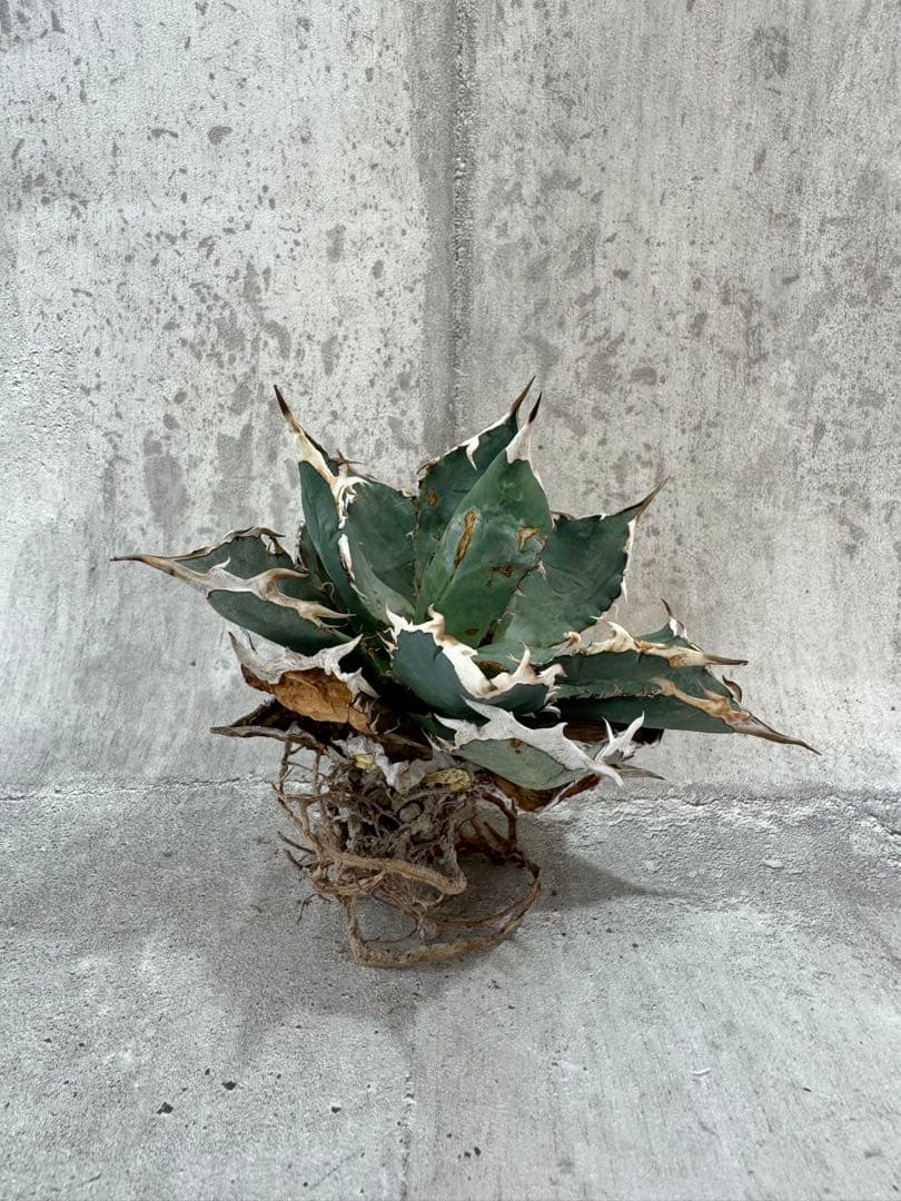 アガベ チタノタセット 黒火焔 type-r 黒棘厳龍 BB cjplants