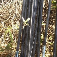 FIELDOOR トンネルテント620 インナーテント1個付き フィールドドア