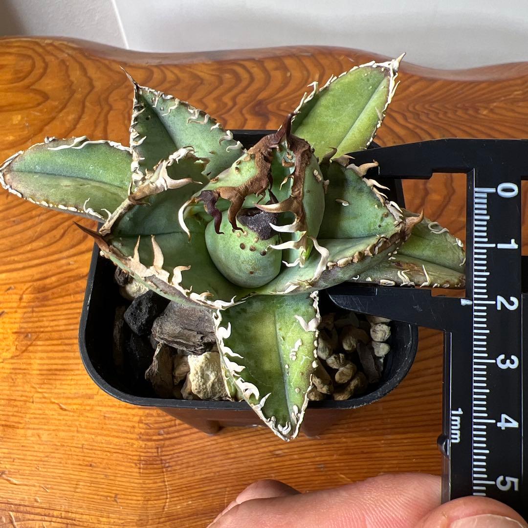 アガベ・チタノタ・MS-WV （スタッズ ブツブツ ）