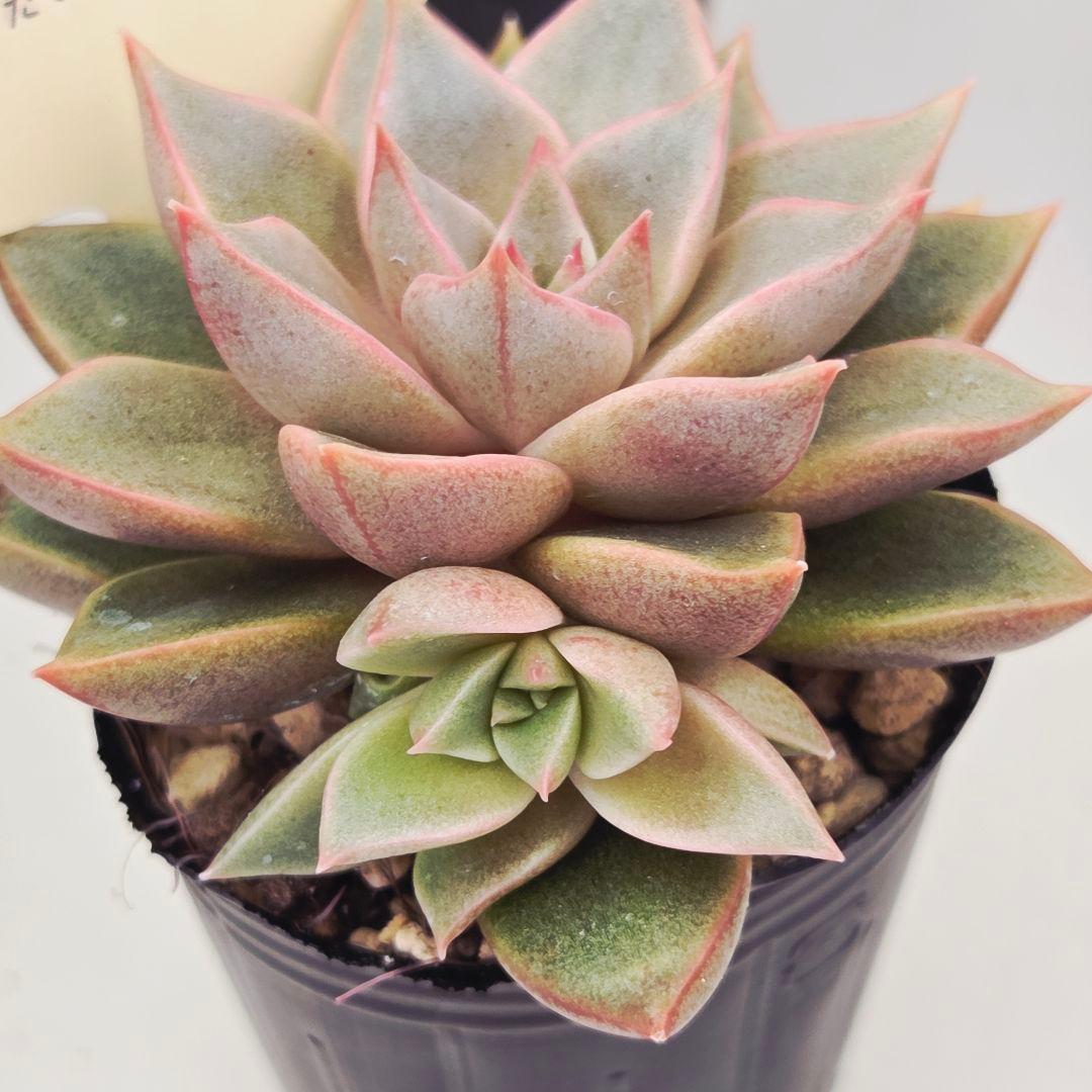 ㉛いつもより大きめ苗❣️色づきマカロニ❣️つぶつぶ屋さん コンパクト便送料込