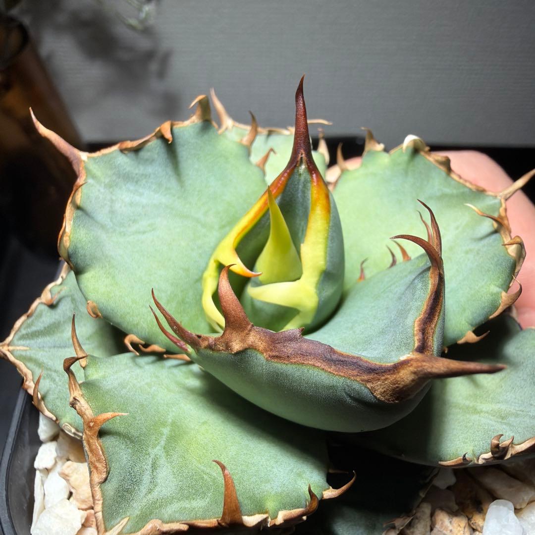 【土日限定価格】　アガベチタノタ　ブルー　実生　選抜　チタノタブルー発根済み