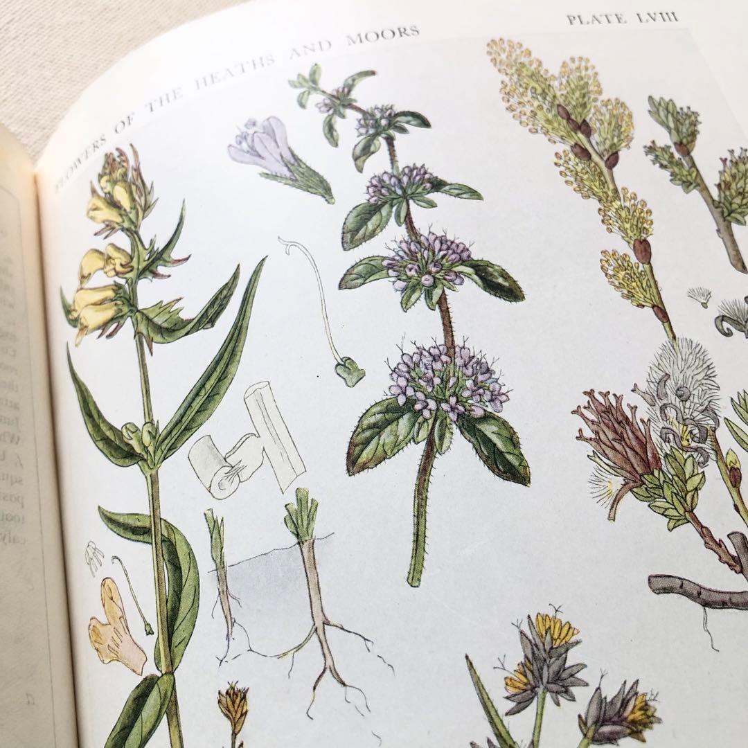 1919年 希少　イギリスの野生植物図鑑 BWF5 アンティーク