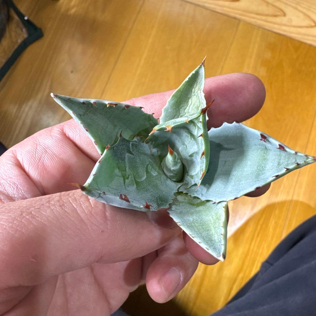 蠍蟹B型　イシスメンシス　ジプソフィラ　姫蠍蟹　ハイブリッド　2