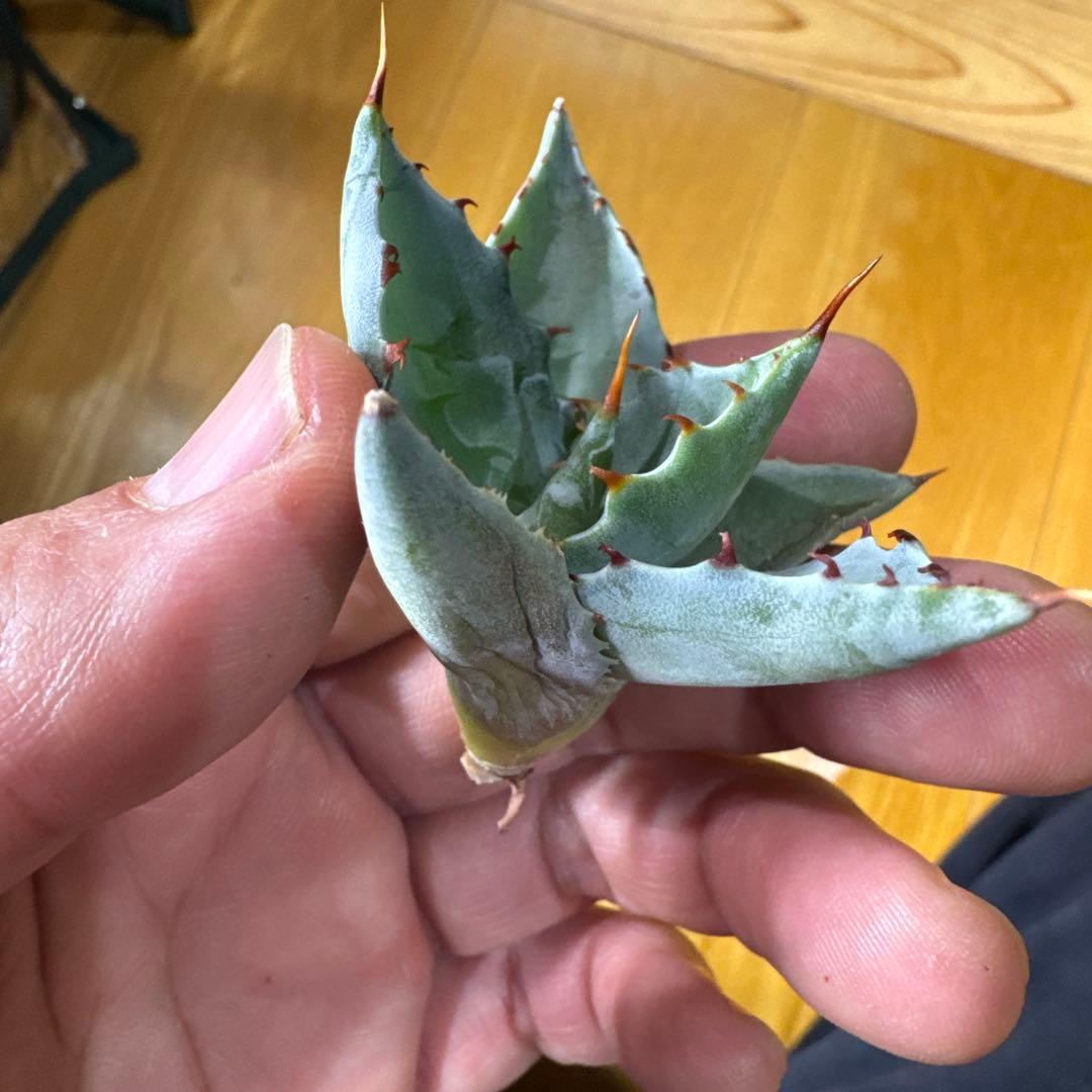 蠍蟹B型　イシスメンシス　ジプソフィラ　姫蠍蟹　ハイブリッド　2