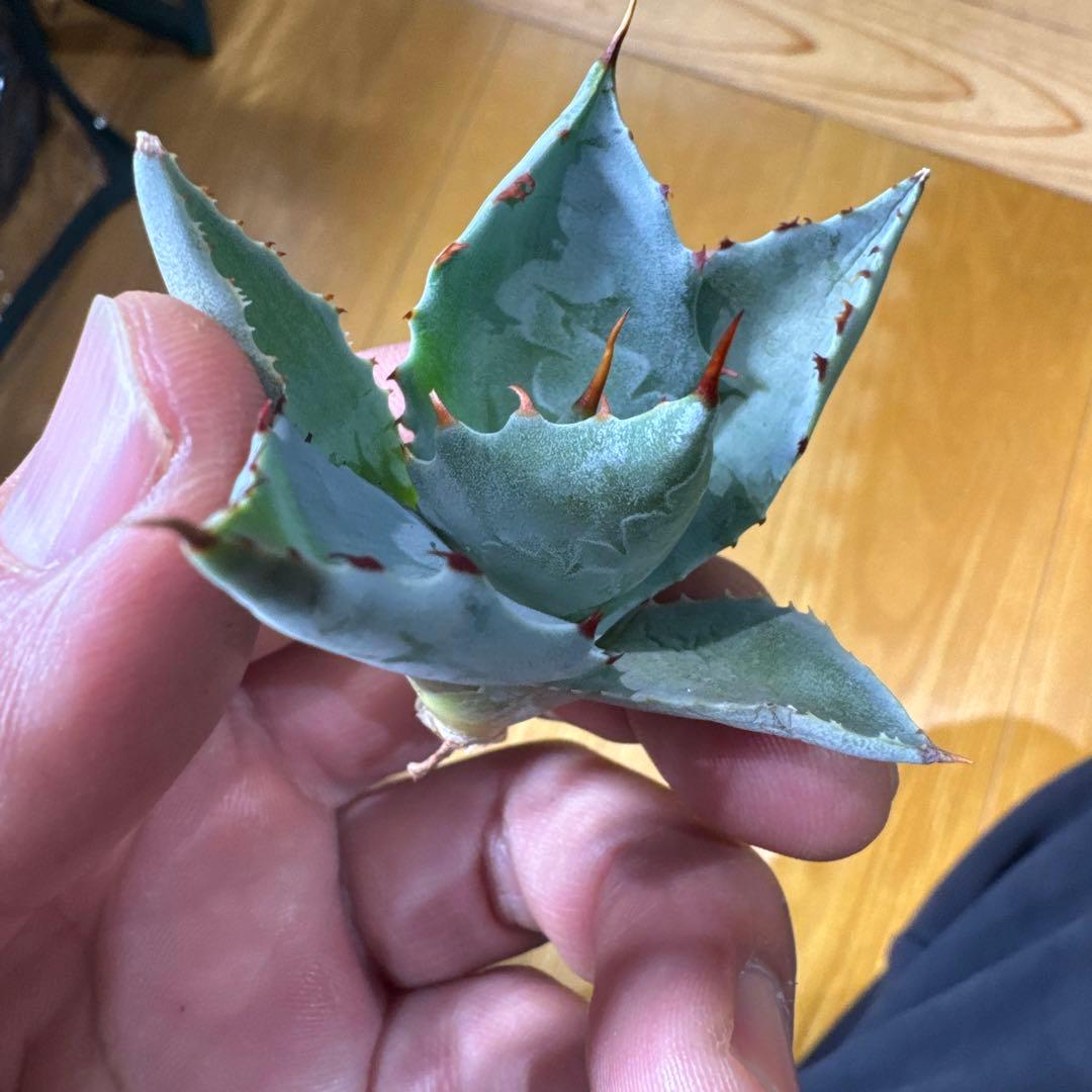 蠍蟹B型　イシスメンシス　ジプソフィラ　姫蠍蟹　ハイブリッド　2