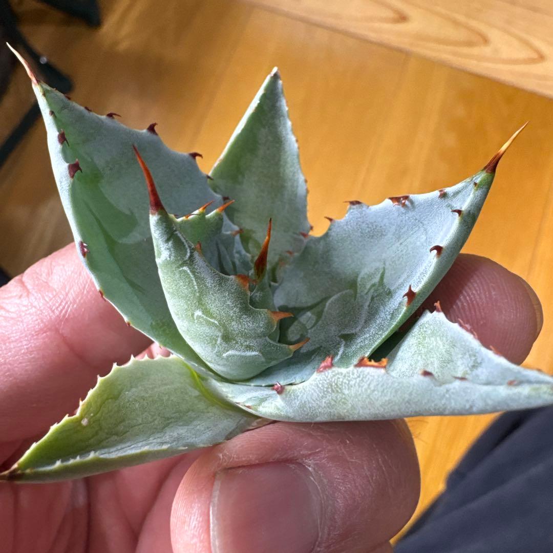 蠍蟹B型　イシスメンシス　ジプソフィラ　姫蠍蟹　ハイブリッド　2