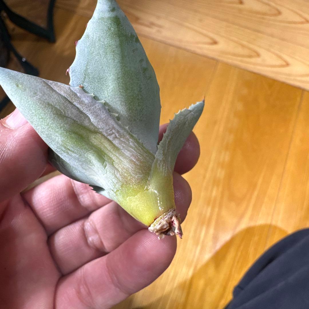 蠍蟹B型　イシスメンシス　ジプソフィラ　姫蠍蟹　ハイブリッド　2