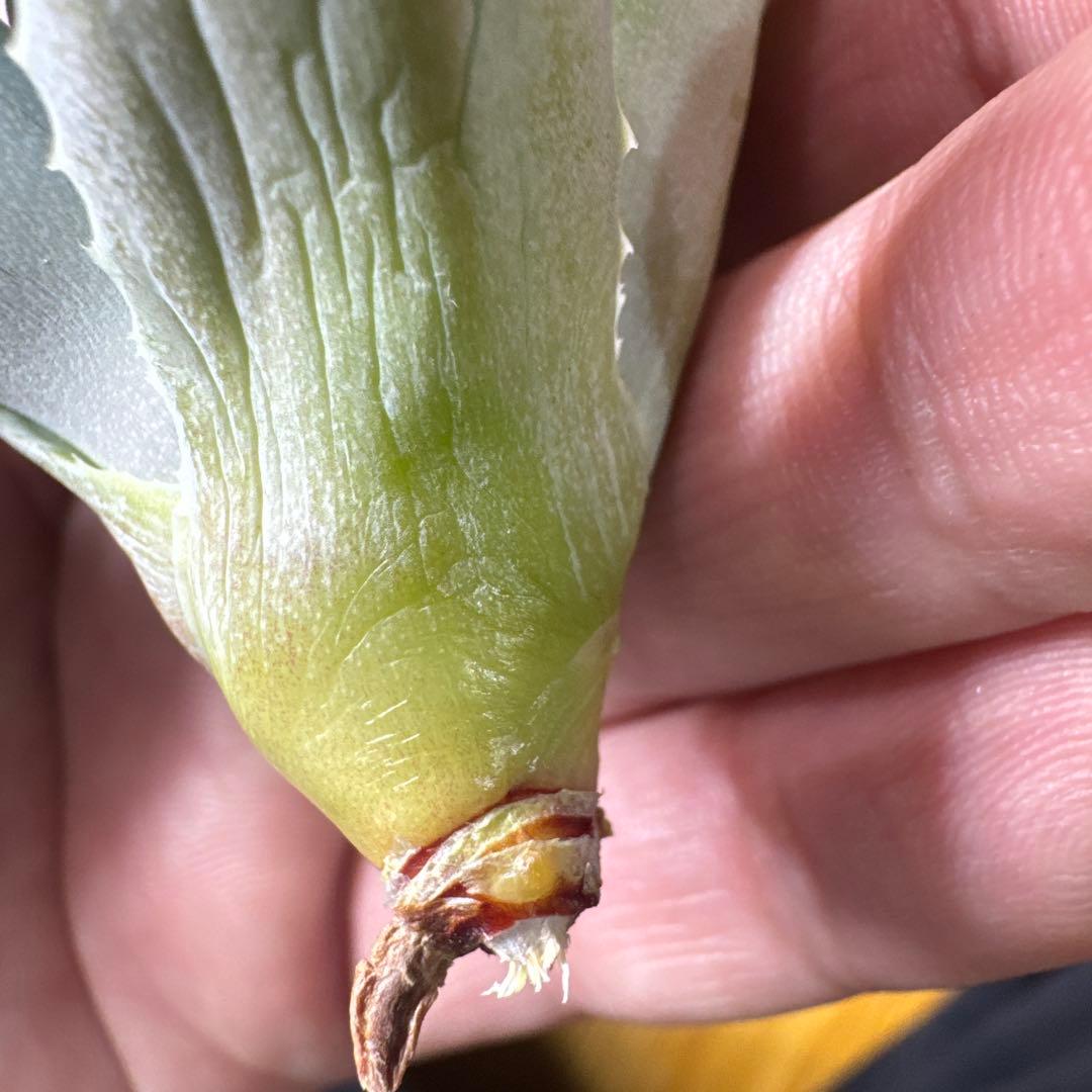 蠍蟹B型　イシスメンシス　ジプソフィラ　姫蠍蟹　ハイブリッド　2