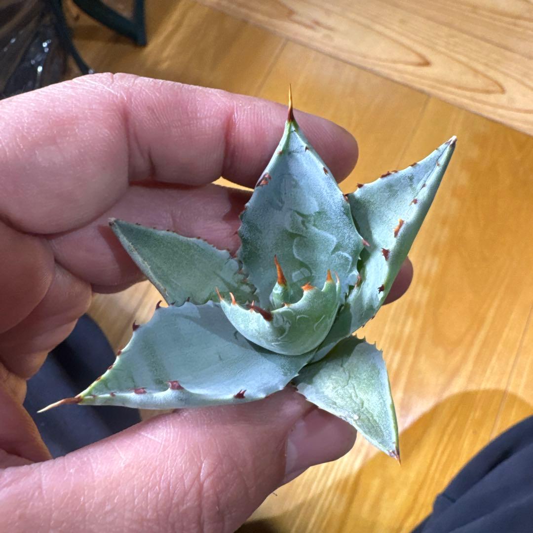 蠍蟹B型　イシスメンシス　ジプソフィラ　姫蠍蟹　ハイブリッド　2