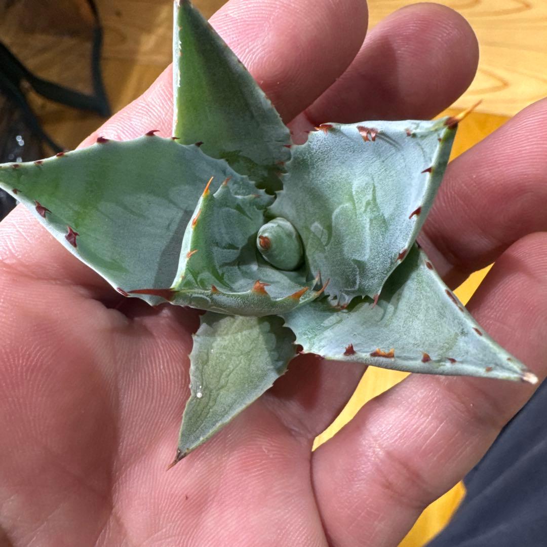 蠍蟹B型　イシスメンシス　ジプソフィラ　姫蠍蟹　ハイブリッド　2