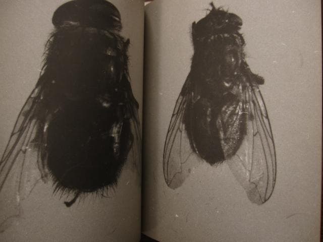 David Lynch　Paintings & Drawings