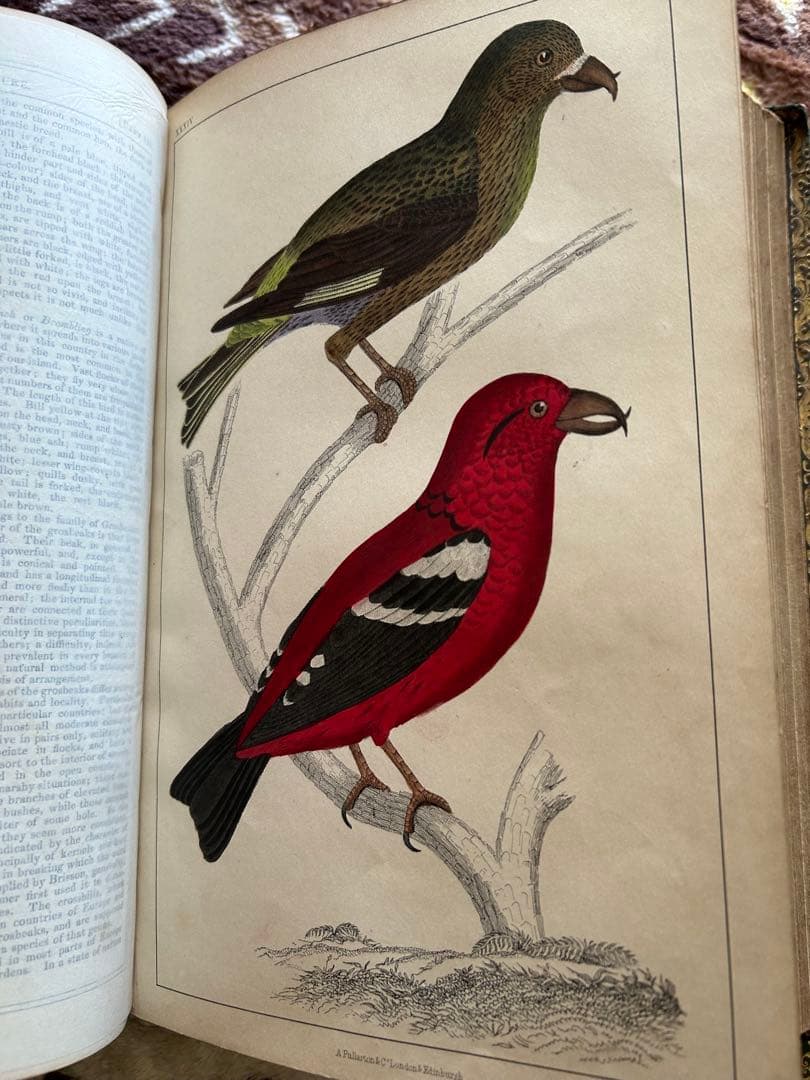 洋書 History of the Earth & Animated Nature