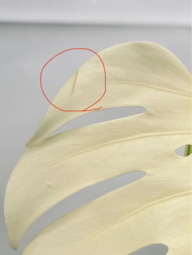 美❅ 斑入りモンステラ アルボ ホワイトタイガー 発根済みトップカット 極上株